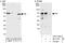 Zinc finger protein 655 antibody, A303-330A, Bethyl Labs, Immunoprecipitation image 