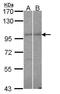 RanBP9 antibody, PA5-28438, Invitrogen Antibodies, Western Blot image 