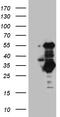SLC2A4 regulator antibody, TA810377, Origene, Western Blot image 