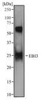 Epstein-Barr Virus Induced 3 antibody, TA336878, Origene, Western Blot image 