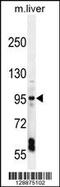 Exocyst Complex Component 3 Like 1 antibody, 55-746, ProSci, Western Blot image 