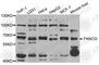 FA Complementation Group G antibody, A6206, ABclonal Technology, Western Blot image 