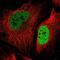 Histone-lysine N-methyltransferase SUV420H2 antibody, NBP2-30524, Novus Biologicals, Immunofluorescence image 