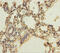 Glutathione S-Transferase Alpha 4 antibody, A50277-100, Epigentek, Immunohistochemistry paraffin image 