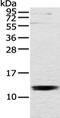 Ubiquinol-Cytochrome C Reductase Hinge Protein antibody, PA5-51310, Invitrogen Antibodies, Western Blot image 
