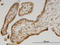Methionine Sulfoxide Reductase B1 antibody, LS-C134074, Lifespan Biosciences, Immunohistochemistry frozen image 