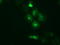 PKR2 antibody, TA501146, Origene, Immunofluorescence image 