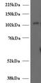 Unc-13 Homolog D antibody, STJ70966, St John