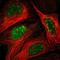 PHD Finger Protein 2 antibody, NBP1-83080, Novus Biologicals, Immunocytochemistry image 
