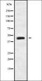 Mitochondrial Ribosomal Protein L38 antibody, orb337905, Biorbyt, Western Blot image 