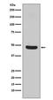 Flotillin 1 antibody, M04517, Boster Biological Technology, Western Blot image 