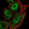 Ring Finger Protein 13 antibody, NBP2-57493, Novus Biologicals, Immunofluorescence image 
