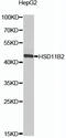 Hydroxysteroid 11-Beta Dehydrogenase 2 antibody, 23-384, ProSci, Western Blot image 