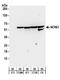 Non-POU Domain Containing Octamer Binding antibody, A300-587A, Bethyl Labs, Western Blot image 