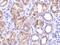 C1q And TNF Related 1 antibody, A09550-1, Boster Biological Technology, Immunohistochemistry paraffin image 