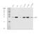 Aquaporin 2 antibody, PB9474, Boster Biological Technology, Western Blot image 