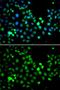 Metal-response element-binding transcription factor 2 antibody, GTX33330, GeneTex, Immunocytochemistry image 
