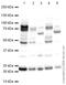 Tumor Necrosis Factor antibody, ab66579, Abcam, Western Blot image 