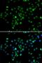E3 ubiquitin-protein ligase RBBP6 antibody, LS-C346160, Lifespan Biosciences, Immunofluorescence image 