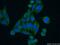 POMC antibody, 66358-1-Ig, Proteintech Group, Immunofluorescence image 