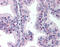 PBIP1 antibody, AP07529PU-N, Origene, Immunohistochemistry frozen image 