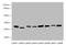 Myelin proteolipid protein antibody, A63154-100, Epigentek, Western Blot image 