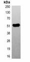 Maltose Binding Protein antibody, orb323052, Biorbyt, Immunoprecipitation image 