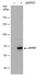 Zinc Finger Protein 57 antibody, MA5-27868, Invitrogen Antibodies, Western Blot image 