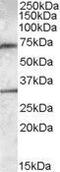 EDL antibody, GTX88568, GeneTex, Western Blot image 