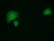 HsMAD2 antibody, TA501777, Origene, Immunofluorescence image 
