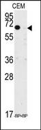 KLF10 antibody, AP14528PU-N, Origene, Western Blot image 