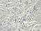 2'-5'-Oligoadenylate Synthetase 1 antibody, orb167185, Biorbyt, Immunohistochemistry paraffin image 