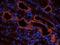 Diacylglycerol Kinase Alpha antibody, orb213837, Biorbyt, Immunofluorescence image 