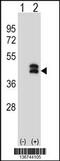 Dual Specificity Phosphatase 6 antibody, 59-284, ProSci, Western Blot image 