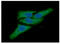 Peroxiredoxin 3 antibody, GTX57660, GeneTex, Immunofluorescence image 