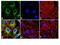 Heat Shock Protein Family B (Small) Member 1 antibody, GTX25581, GeneTex, Immunofluorescence image 