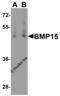 Bone morphogenetic protein 15 antibody, 6909, ProSci Inc, Western Blot image 