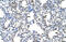 Serine And Arginine Rich Splicing Factor 10 antibody, ARP41082_P050, Aviva Systems Biology, Immunohistochemistry paraffin image 
