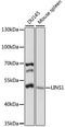 Lines Homolog 1 antibody, LS-C750438, Lifespan Biosciences, Western Blot image 
