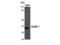 SURF-1 protein antibody, MBS2534749, MyBioSource, Western Blot image 