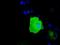 Hspa1 antibody, NBP2-02190, Novus Biologicals, Immunocytochemistry image 