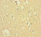 CXXC-type zinc finger protein 5 antibody, LS-C399083, Lifespan Biosciences, Immunohistochemistry paraffin image 