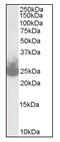 Synaptosome Associated Protein 25 antibody, AP08782PU-N, Origene, Western Blot image 