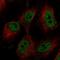Fibrosin antibody, HPA044117, Atlas Antibodies, Immunofluorescence image 