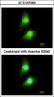 Src Kinase Associated Phosphoprotein 1 antibody, GTX107560, GeneTex, Immunofluorescence image 