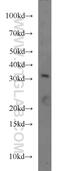 Forkhead Box E3 antibody, 55301-1-AP, Proteintech Group, Western Blot image 