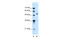 Solute Carrier Family 37 Member 3 antibody, 29-944, ProSci, Western Blot image 