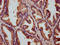 Solute Carrier Family 26 Member 9 antibody, LS-C682325, Lifespan Biosciences, Immunohistochemistry paraffin image 
