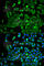 Neurofibromin 2 antibody, A2456, ABclonal Technology, Immunofluorescence image 