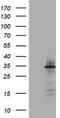 Multidrug resistance protein 1 antibody, TA801055S, Origene, Western Blot image 